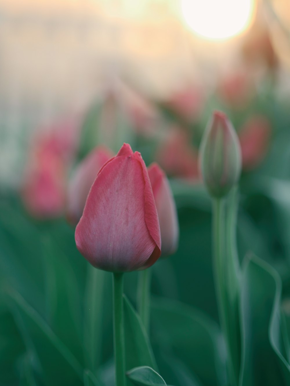 rosa Tulpenblüten