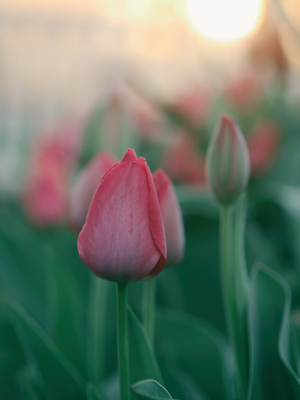 flores cor-de-rosa da tulipa