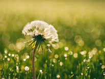 Therapeutic approach of evidence based therapies and a compassionate down to earth space