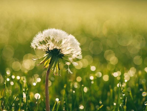 A close-up image of a dandelion in green grass.