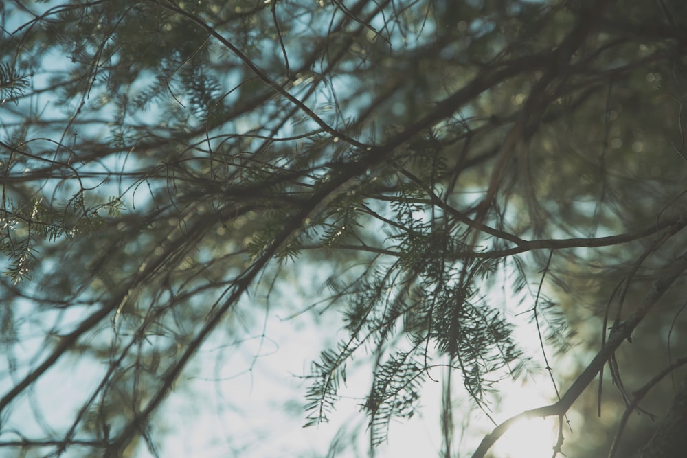 green tree with leaf