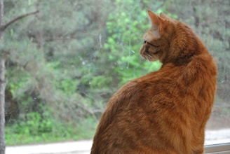 A curious tabby cat perched on a windowsill, gazing outside at birds.