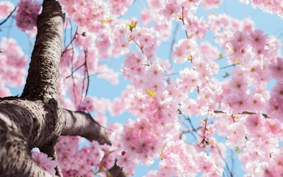low angle photo of cherry blossoms tree flowers teams background