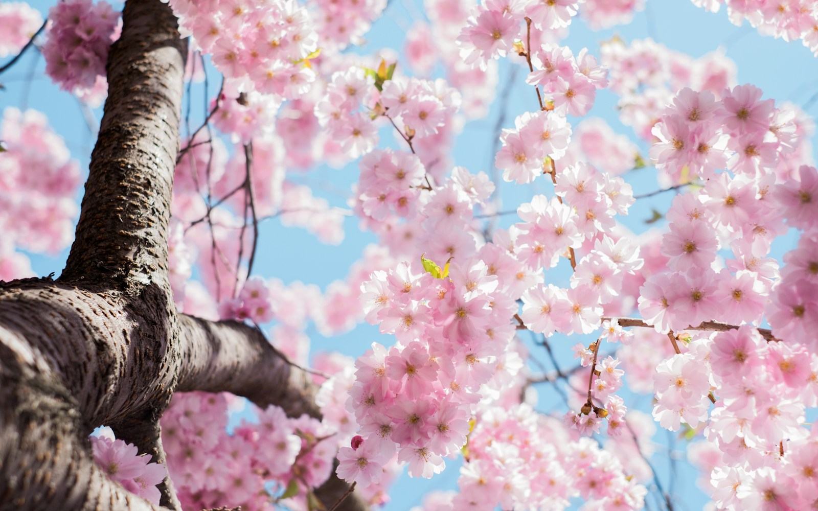 The Best Curb Appeal Updates for Spring