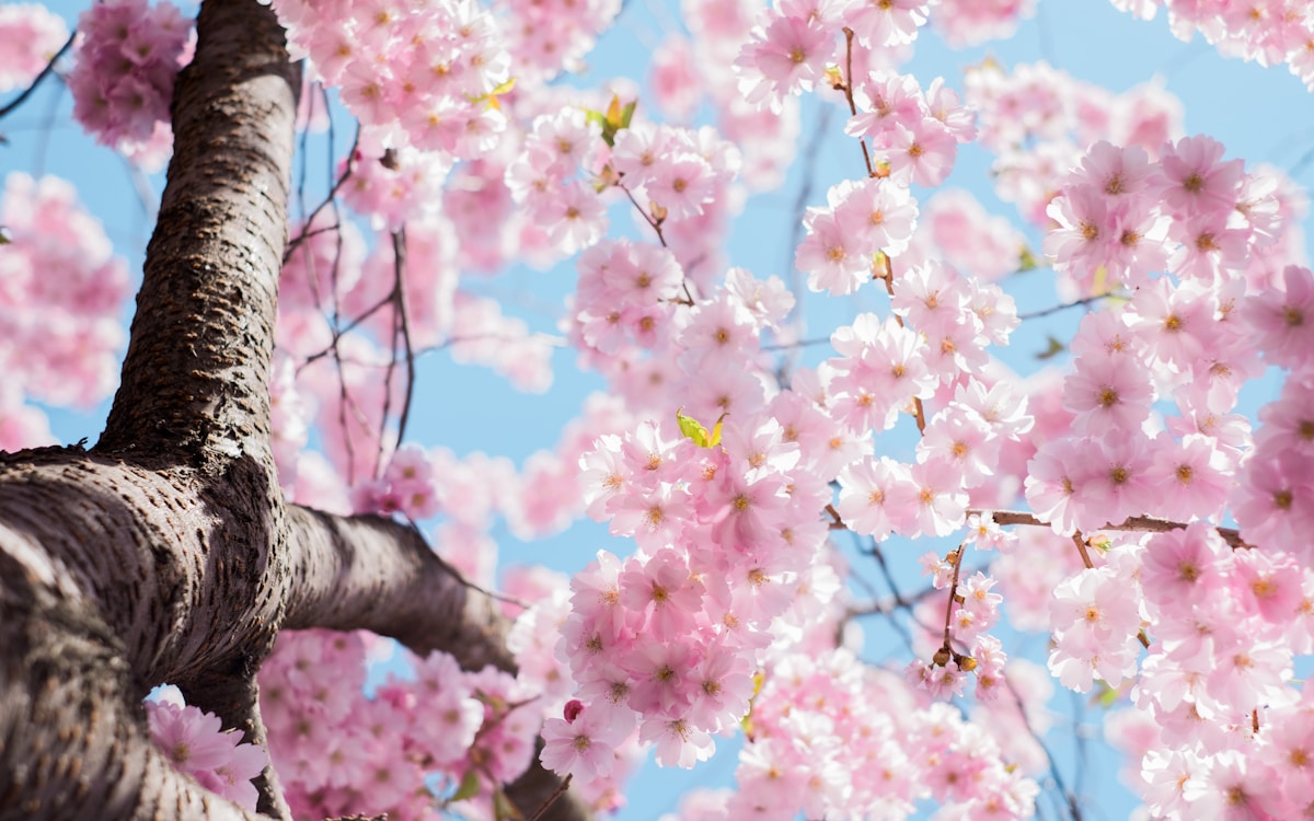 Perché mi piace la primavera?
