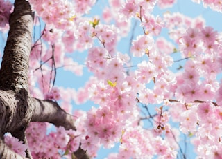 low angle photo of cherry blossoms tree