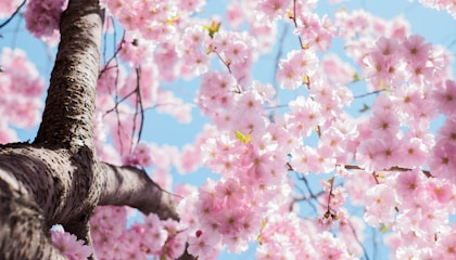 low angle photo of cherry blossoms tree