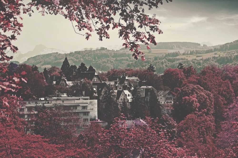 gray concrete buildings between red leaf trees at daytime