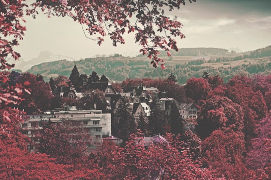 gray concrete buildings between red leaf trees at daytime in Bern Switzerland