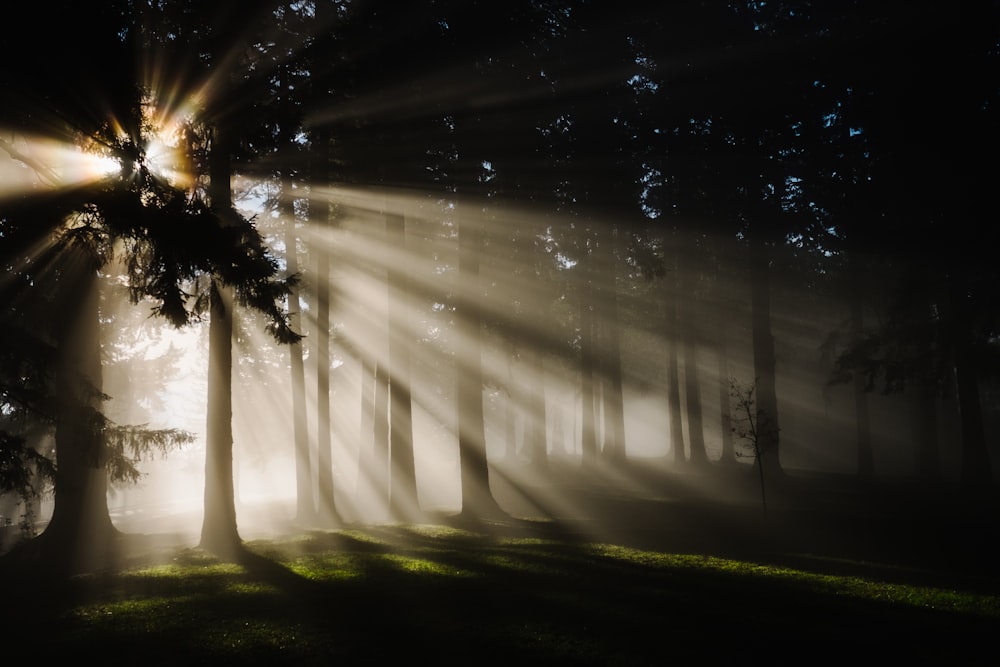 raggi di sole attraverso la silhouette degli alberi