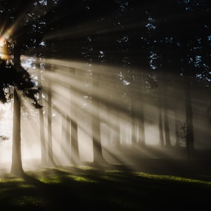 sun rays through silhouette of trees