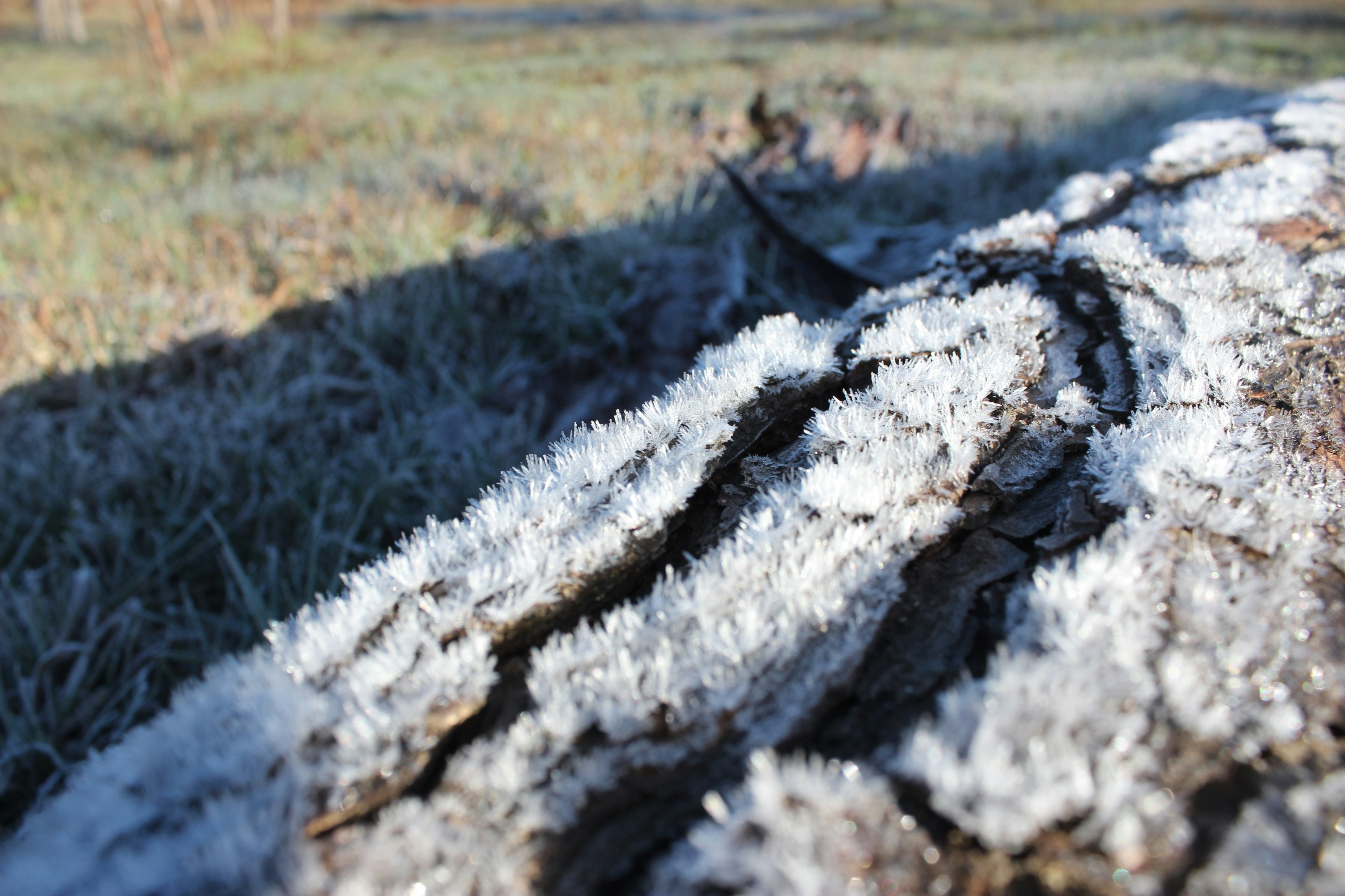 Free Unsplash photo from mauro  mora