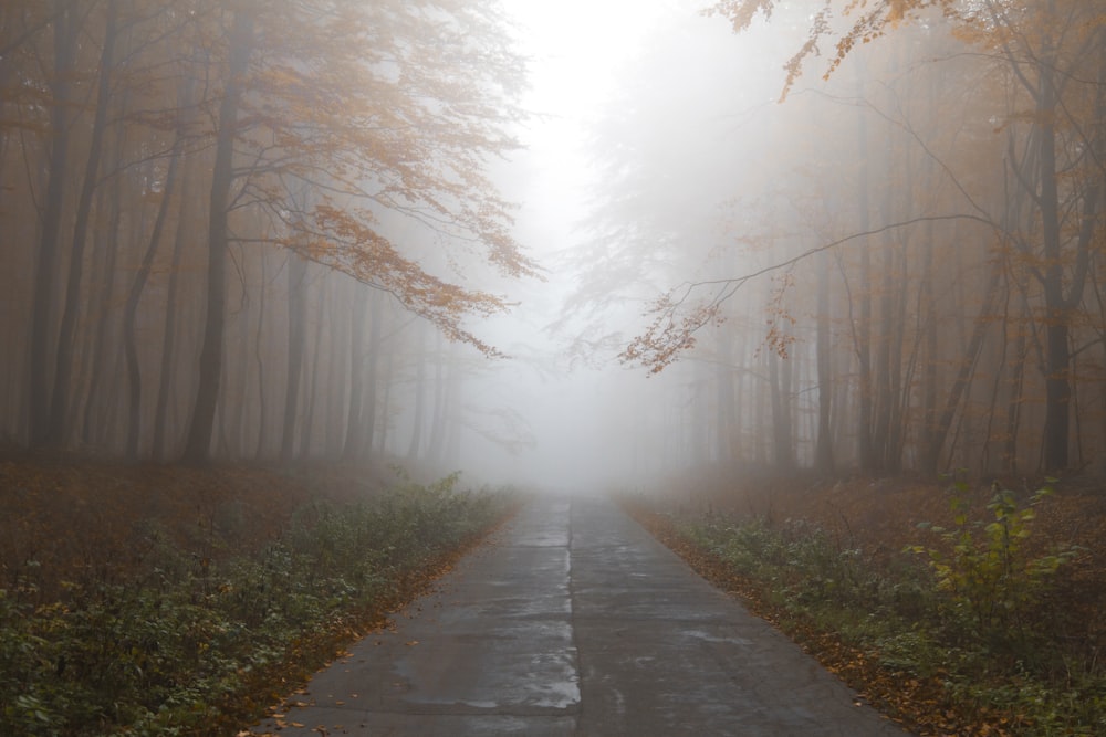 gray empty road between trees