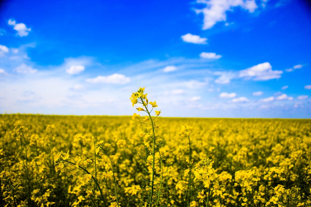 fleur à pétales jaunes