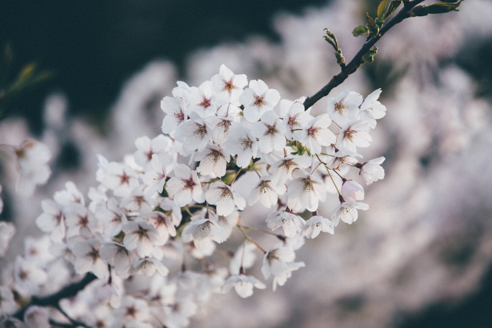 white cherry blossom flowers blooming