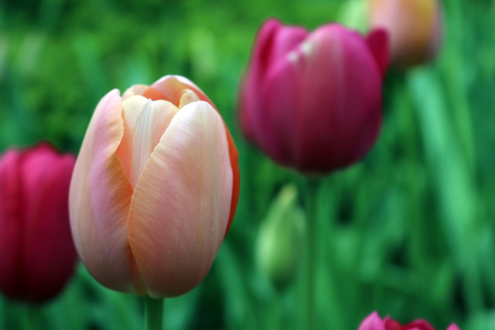 closeup photography of pink-and-white tulip