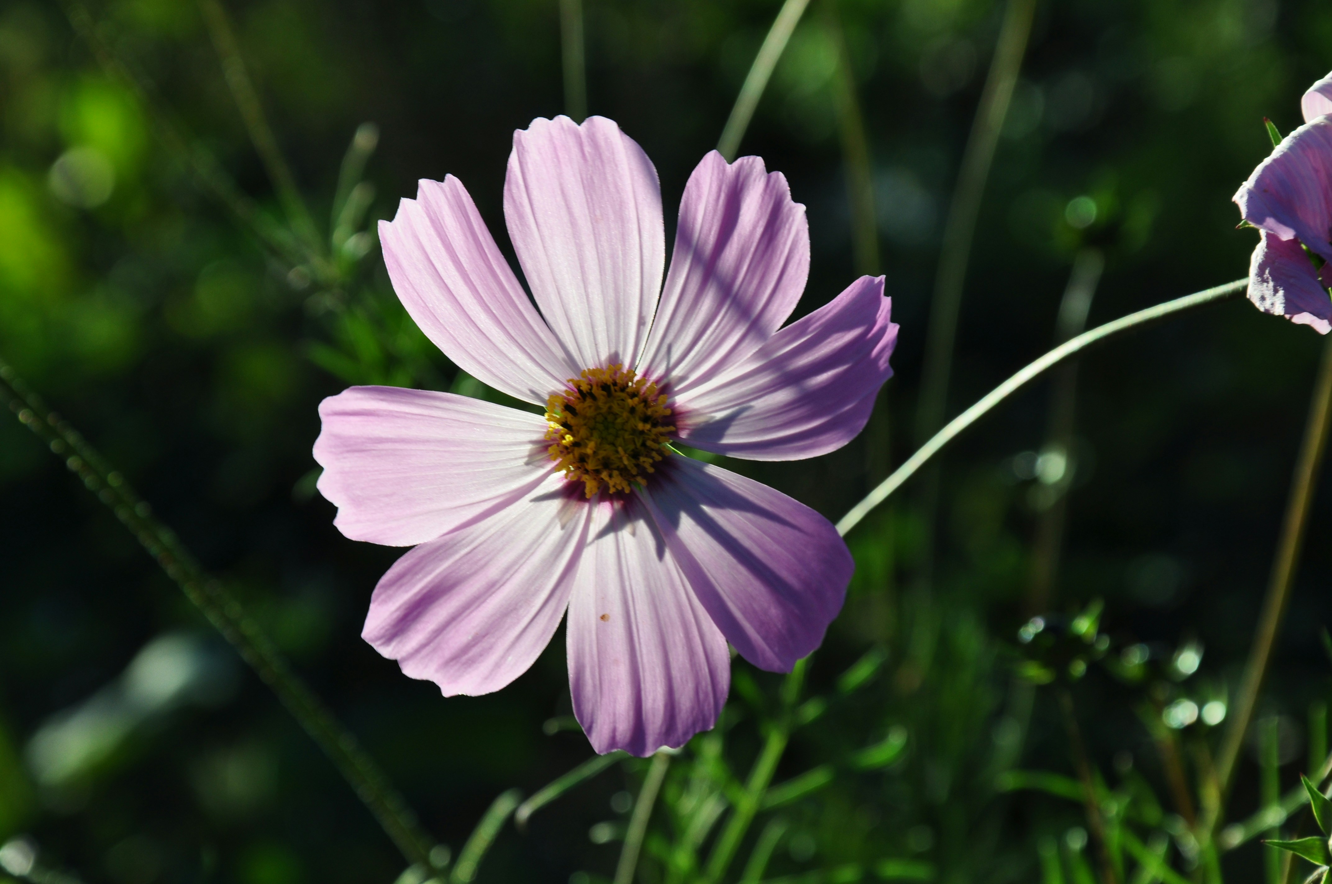 Free Unsplash photo from Santino Huang