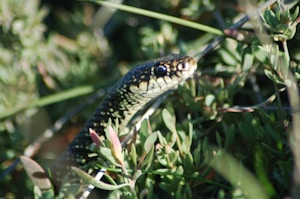 Emerald Green Snake
