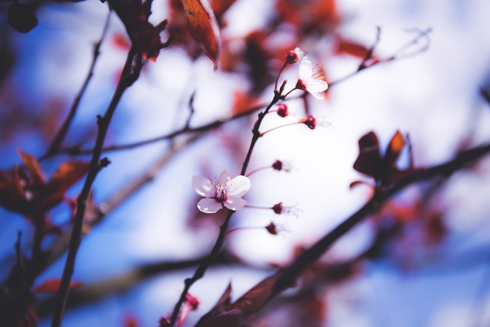 Schärfentiefe der weißblättrigen Blume