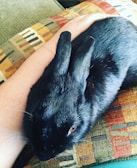A black rabbit with shiny fur rests comfortably on a textured, multicolored pillow. The rabbit is positioned next to a person's arm, suggesting a moment of relaxation and calmness.