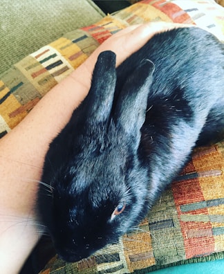 A black rabbit with shiny fur rests comfortably on a textured, multicolored pillow. The rabbit is positioned next to a person's arm, suggesting a moment of relaxation and calmness.