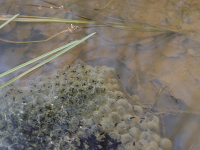 Clusters of frog eggs are visible submerged in clear water, with the round gelatinous masses containing black dots. Green reeds float on the surface, and the water has a muddy brown hue, revealing the natural aquatic habitat.