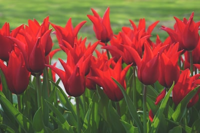 red flowers with green leaves radiant teams background