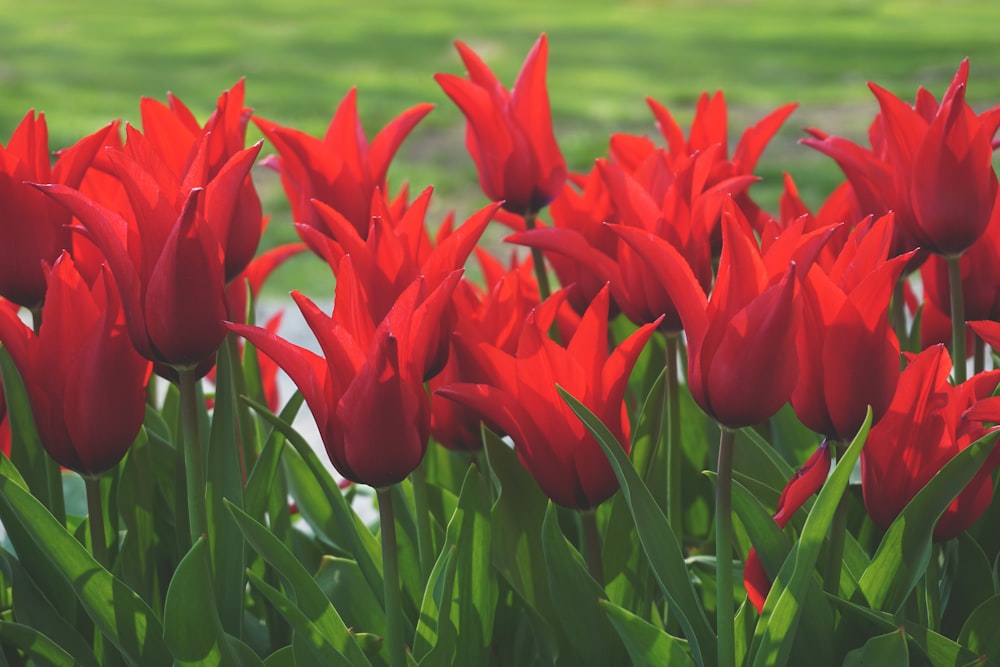 red flowers with green leaves