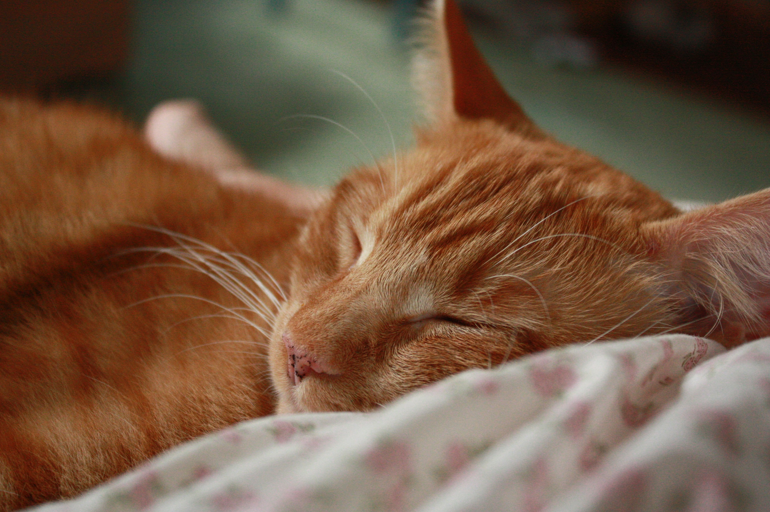 Free Unsplash photo from Asha Kirkland