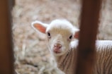 A young lamb is gazing through a wooden fence with its soft, fluffy wool visible. Its large, curious eyes add a sense of innocence. The background consists of blurred straw and a warm, earthy palette, creating a serene farm setting.