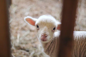 A young lamb playfully bounding near the wooden fence of the sanctuary
