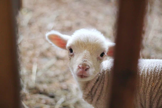 A young lamb playfully bounding near the wooden fence of the sanctuary