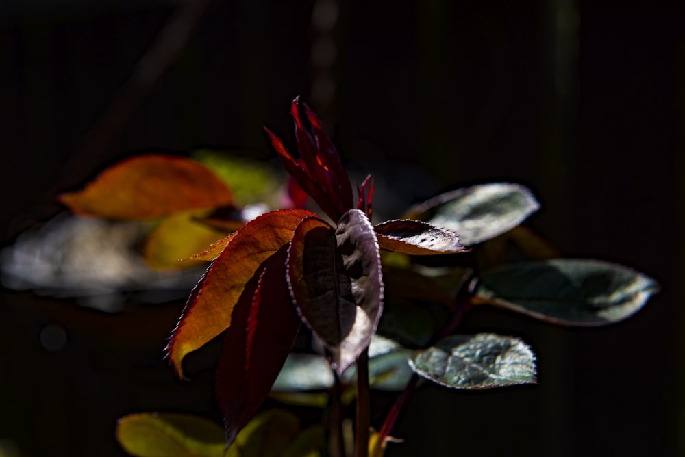 red and green leafed plant