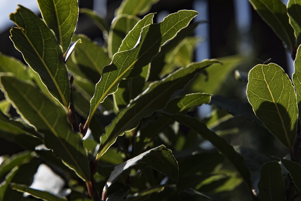 green leaf plant