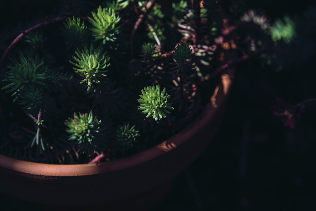 green leafed plant