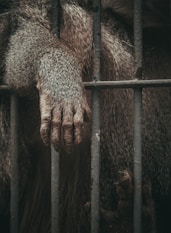 brown animal in black cage