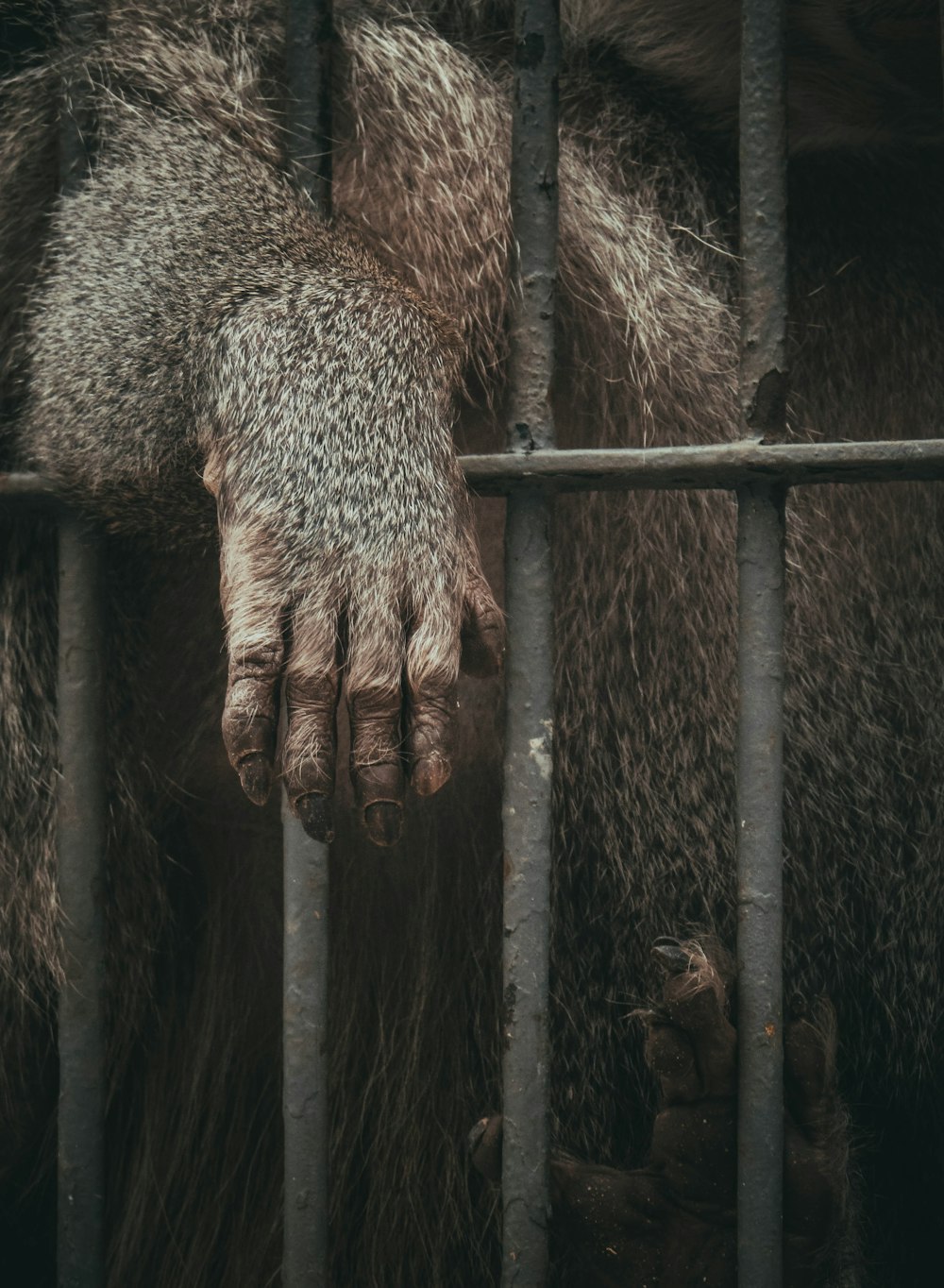 animal marrom na gaiola preta