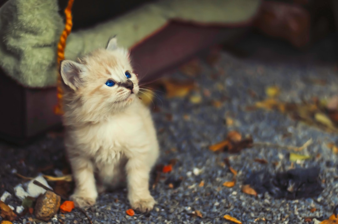 white and brown cat on gray concrete floor