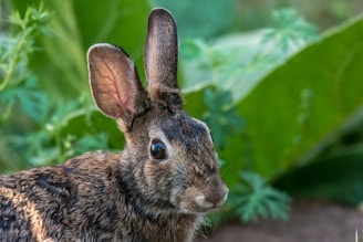 A vet performing a thorough health check on a curious rabbit in a bright clinic room.