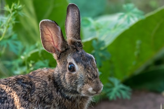 brown rabbit in Knoxville United States