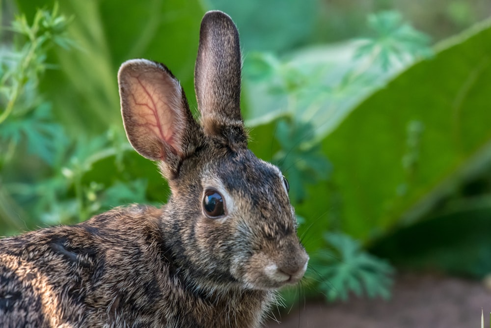 lapin brun