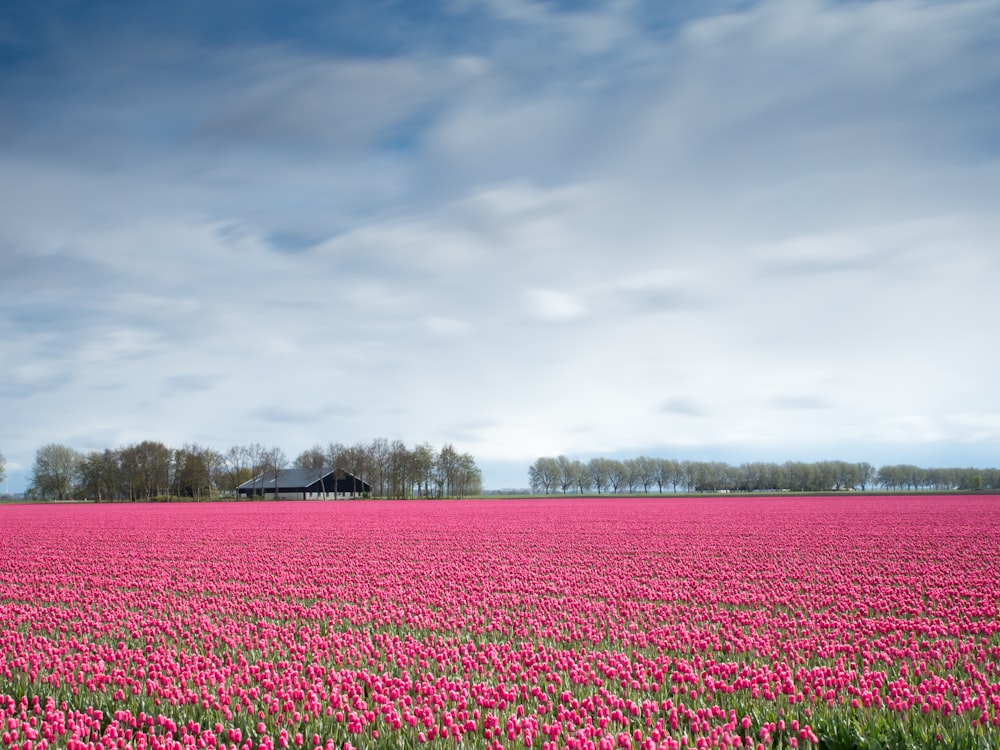 pink flowers during daytime