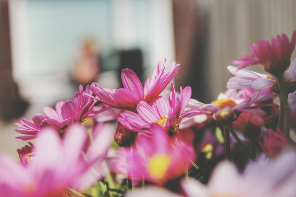 Foto de enfoque selectivo de flores de pétalos rosados