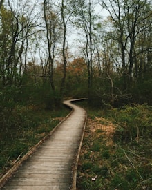 A wooden pathway weaves through a dense forest, surrounded by tall trees with sparse leaves. The scene suggests a natural, tranquil setting with a soft light filtering through the trees.