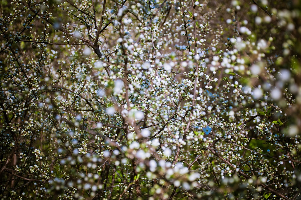 close-up photography of white flower tree