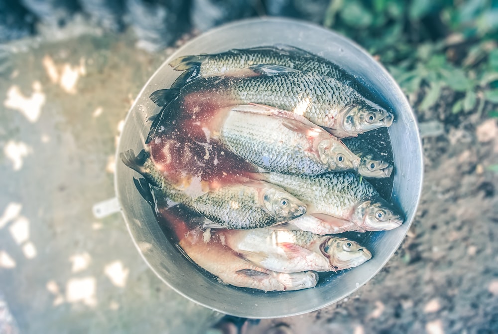 fish on stainless steel bucket