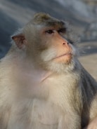 A close-up shot of a monkey with expressive eyes and slightly tufted gray and white fur. The background is out of focus, emphasizing the monkey's facial features and fur texture.