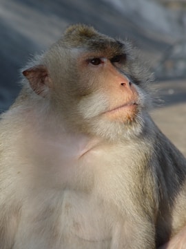 A close-up shot of a monkey with expressive eyes and slightly tufted gray and white fur. The background is out of focus, emphasizing the monkey's facial features and fur texture.
