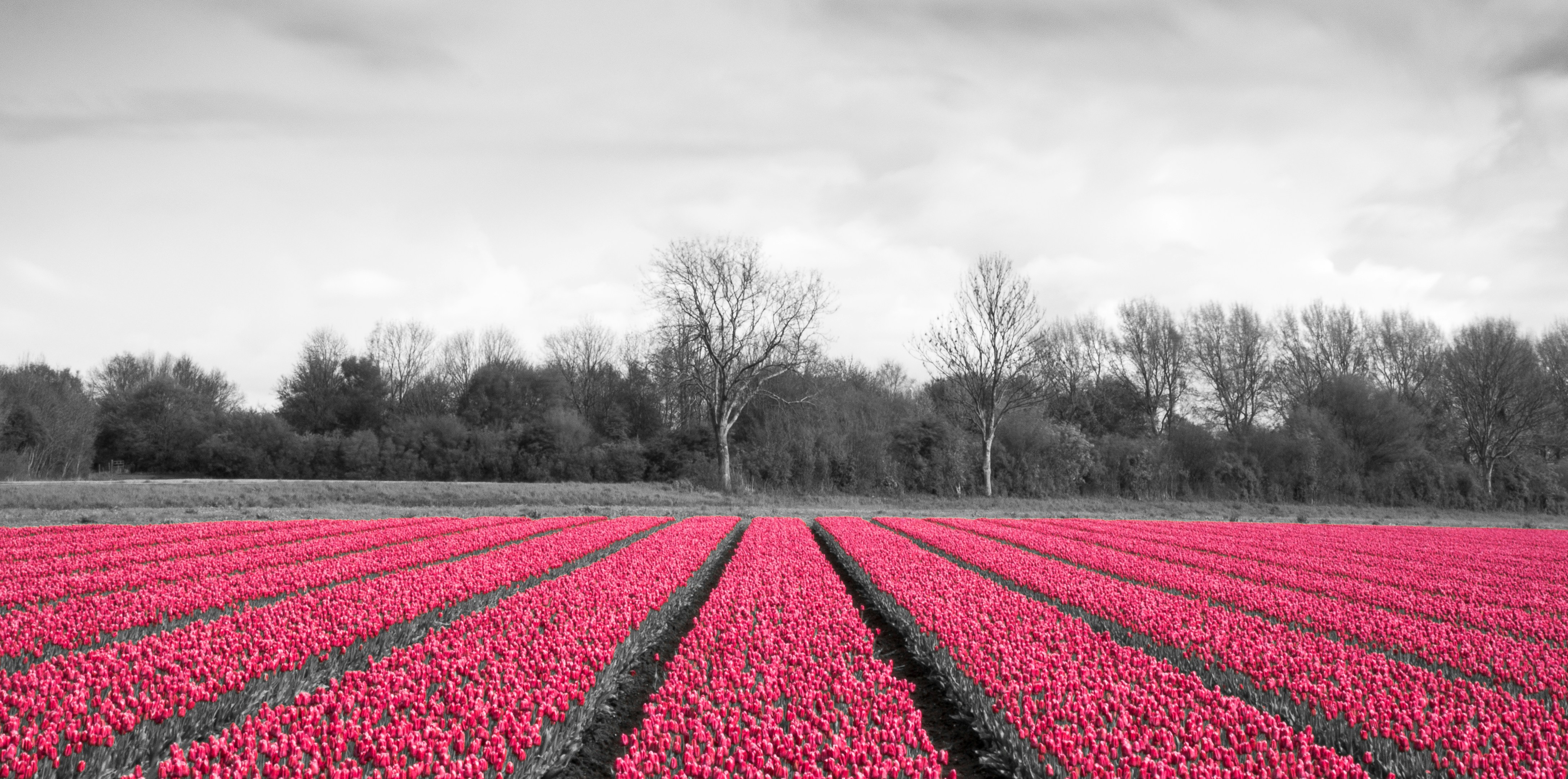 Free Unsplash photo from Eddie Hooiveld