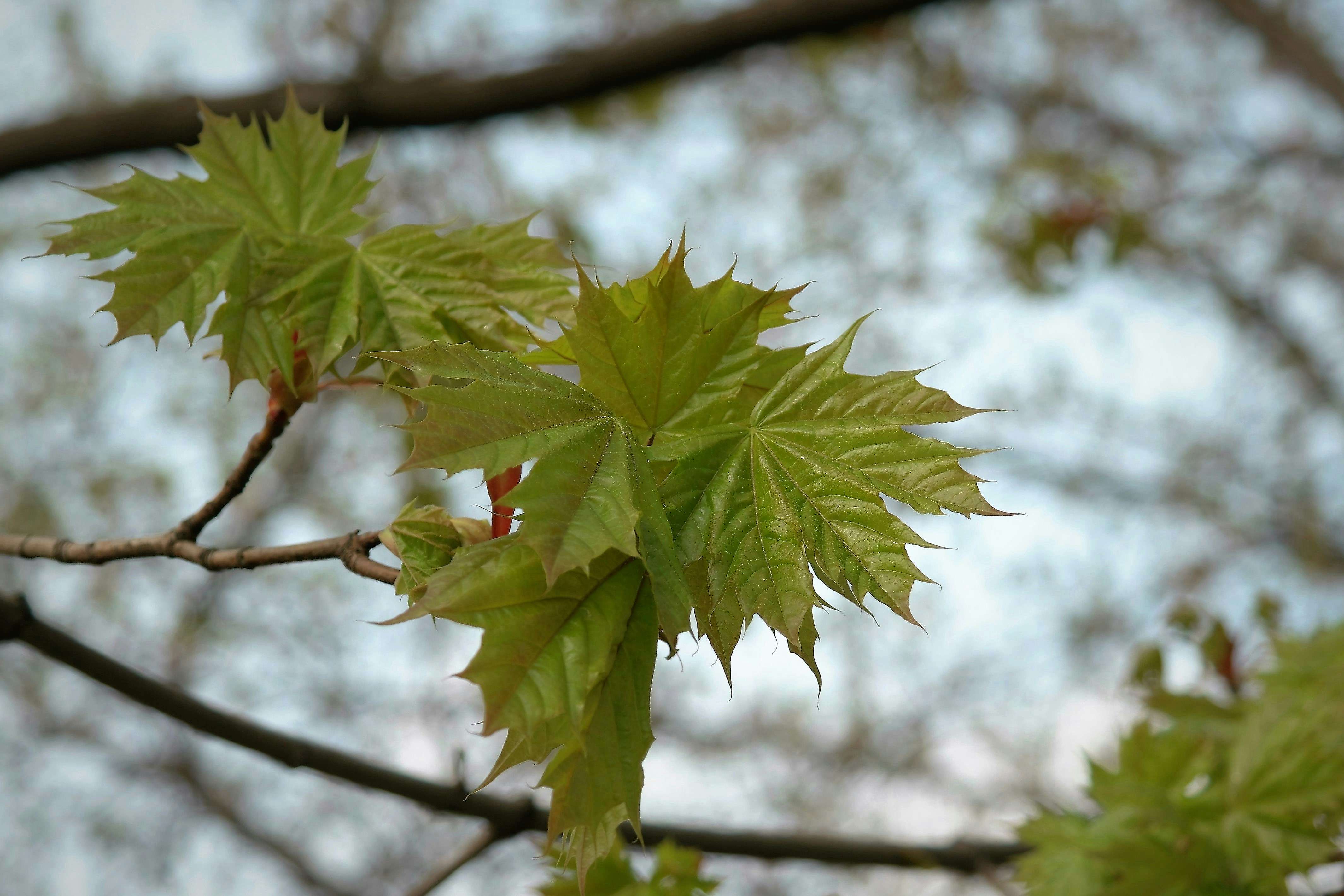 Free Unsplash photo from Vladimir Kuzin